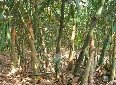竹筍初生 春天的風(fēng)味寶藏與餐桌美學(xué)