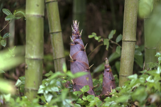 筍殼的饋贈(zèng)與竹筍的倔強(qiáng)